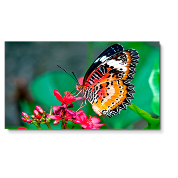 Picture of 49" LED-backlit 1.8mm 2x2 Video Wall Bundle, 147" Active Screen Size